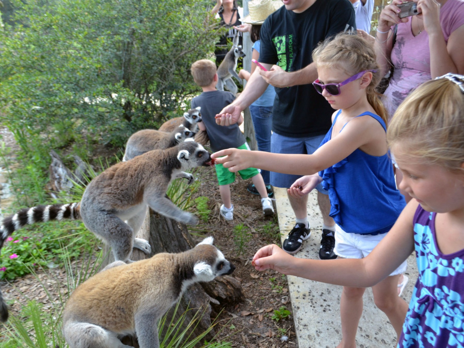Ring-tailed lemur feeding