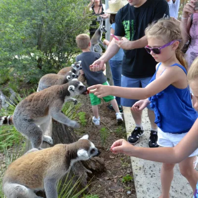 Ring-tailed lemur feeding