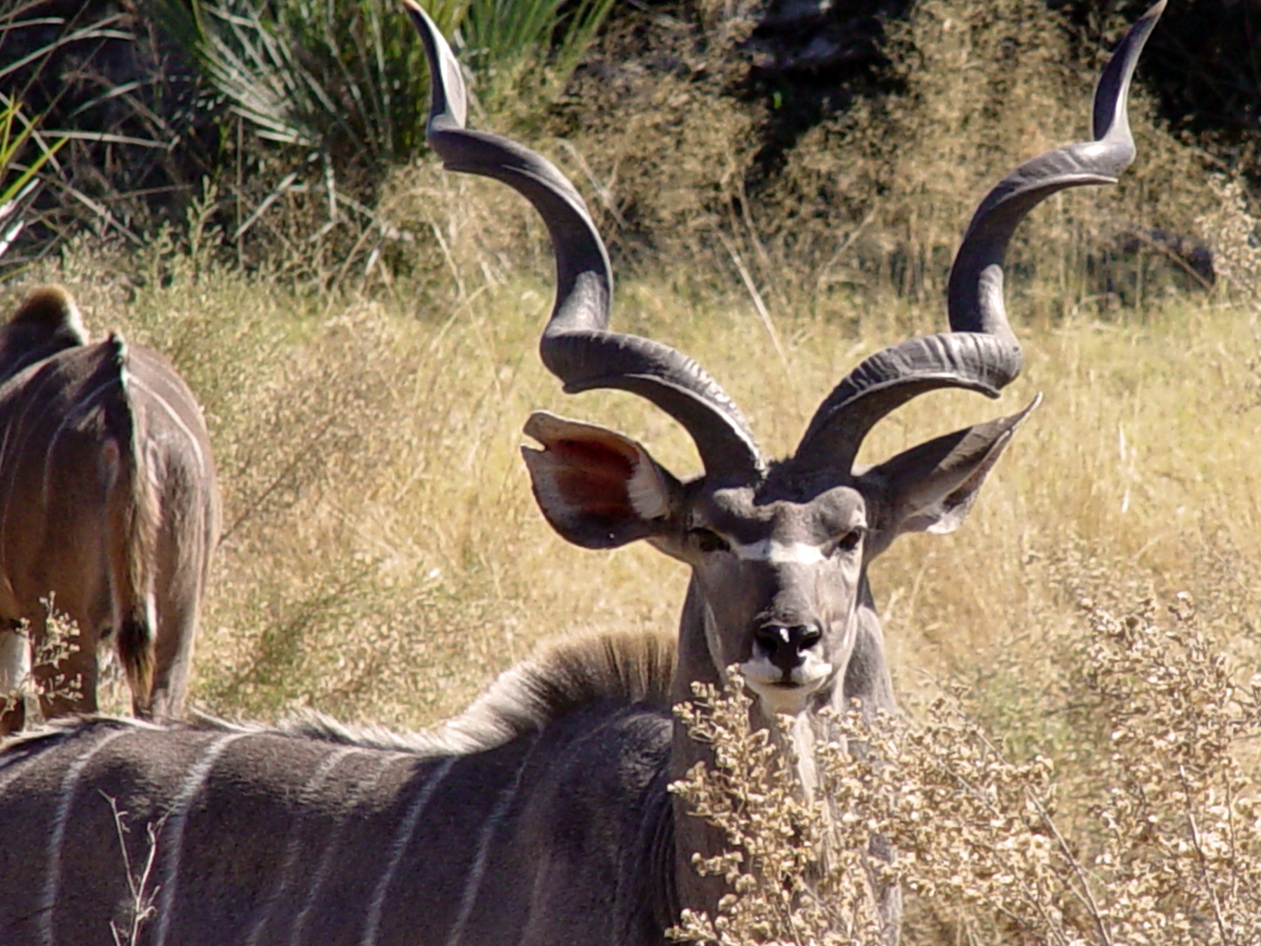 Greater kudu