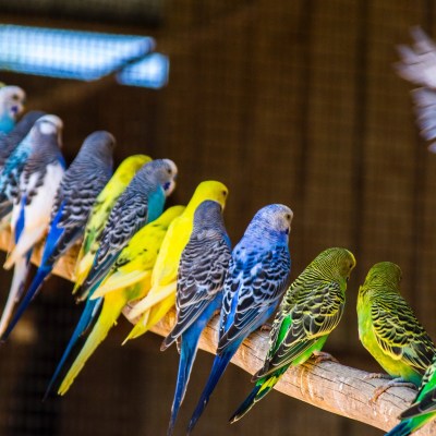 a parrot sitting on a table