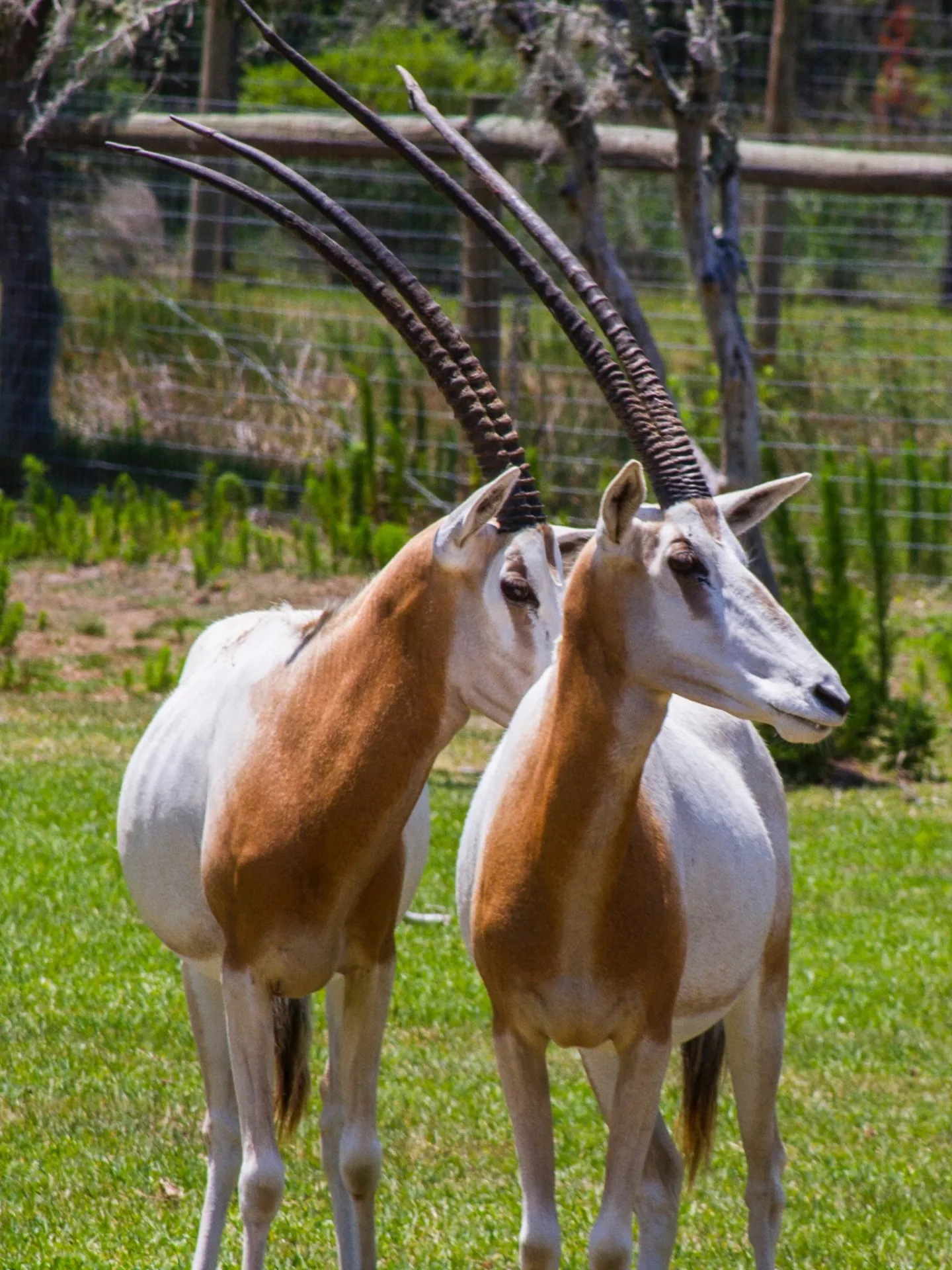 a goat standing on a lush green field