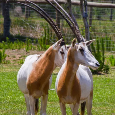 a goat standing on a lush green field