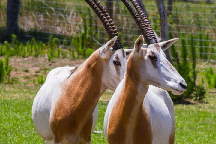 a goat standing on a lush green field