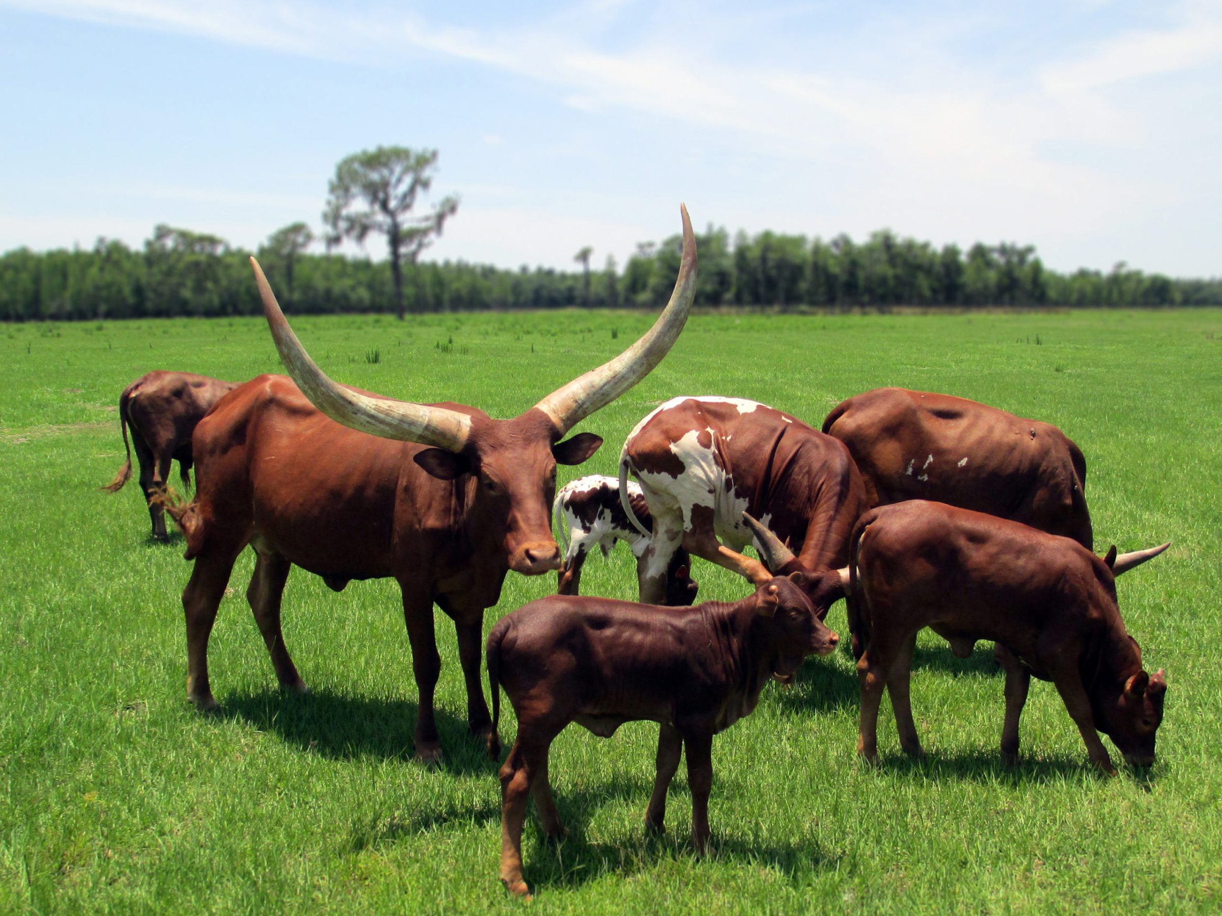 Watusi (Ankole) cattle