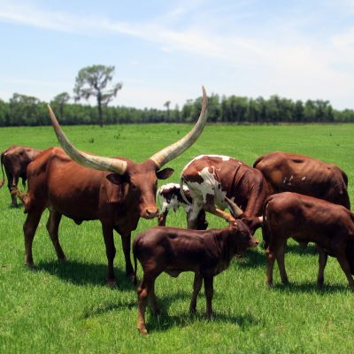 Watusi (Ankole) cattle