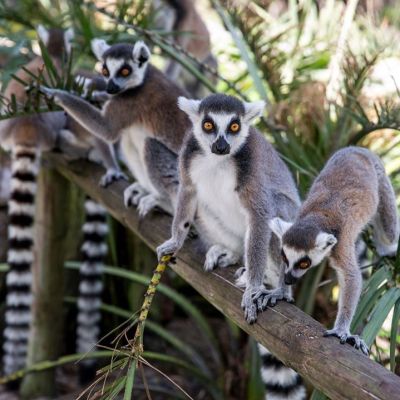 a small bird perched on a tree branch