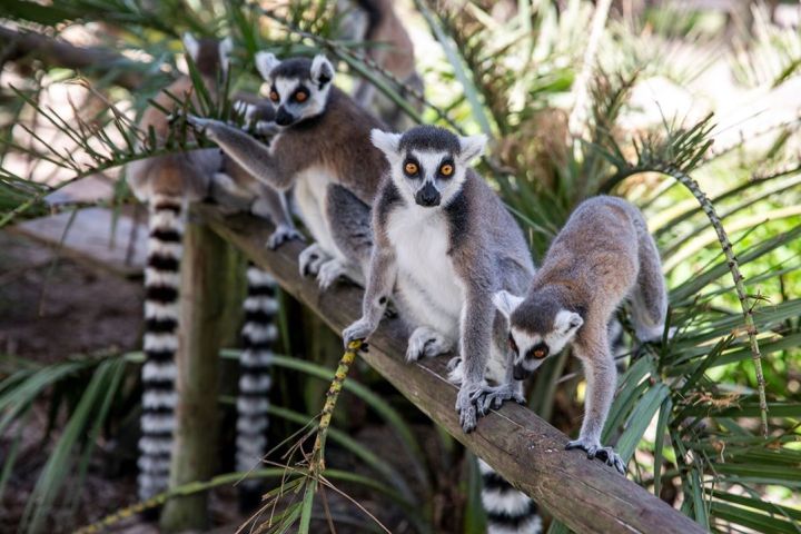 a small bird perched on a tree branch