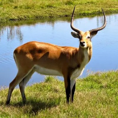 a large brown cow standing next to a body of water
