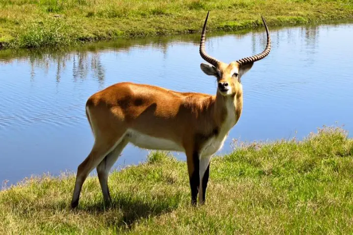 a large brown cow standing next to a body of water