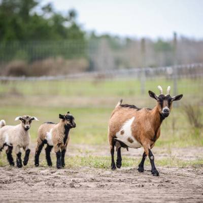 a herd of sheep standing on top of a grass covered field