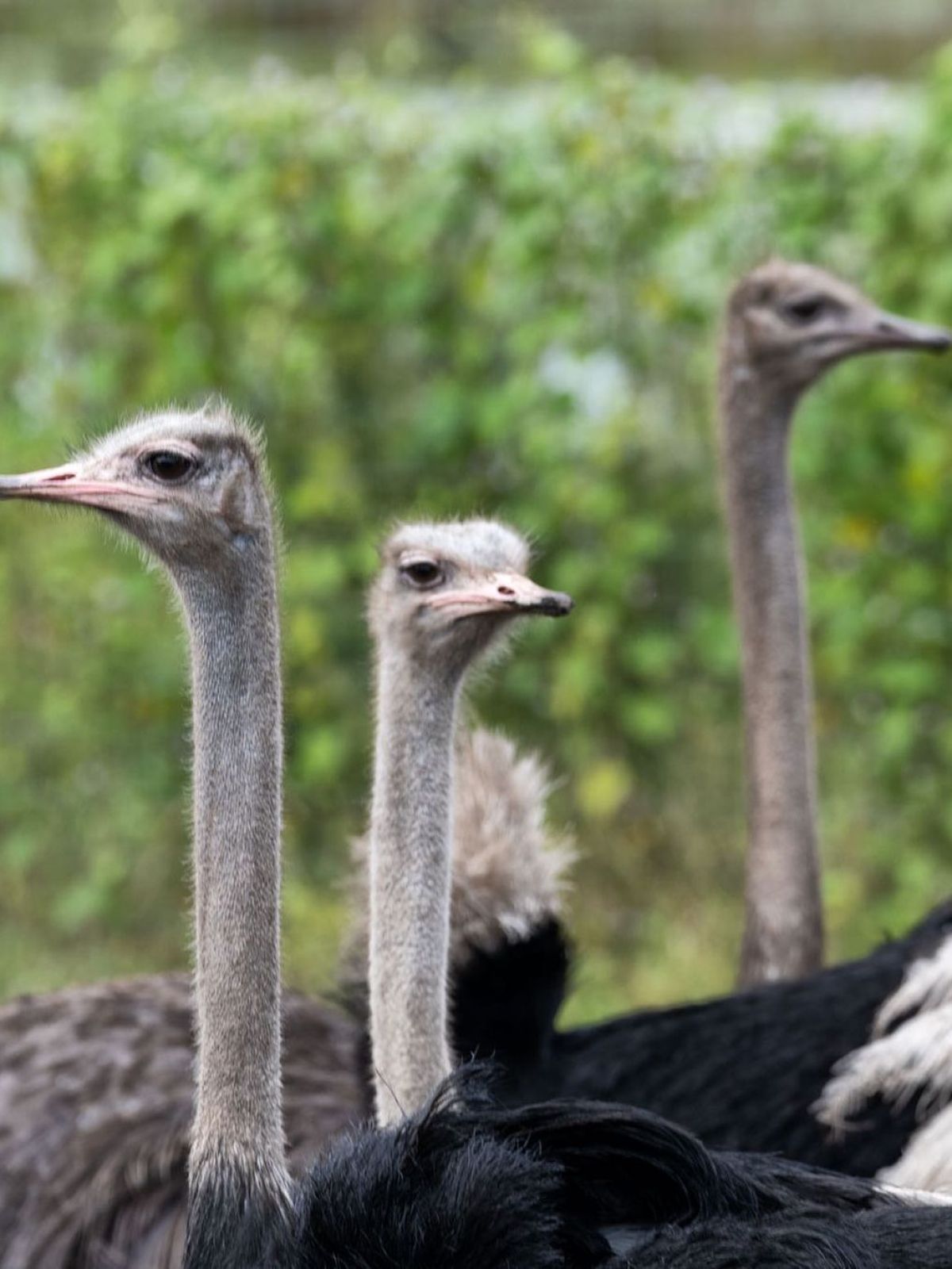 a close up of a bird