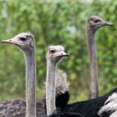 a close up of a bird