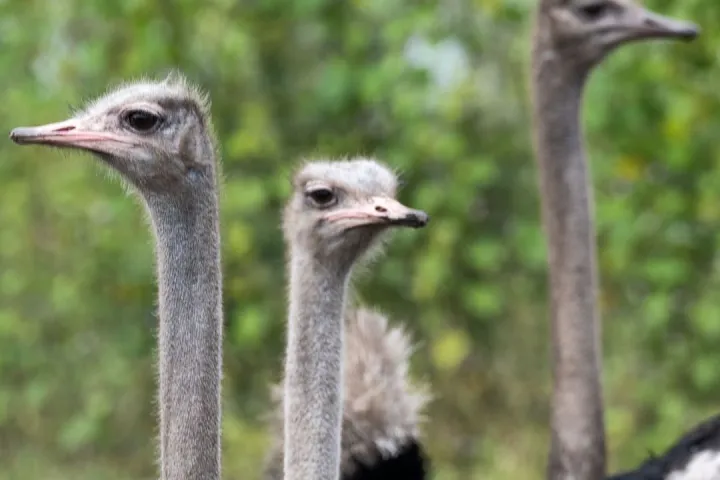 a close up of a bird