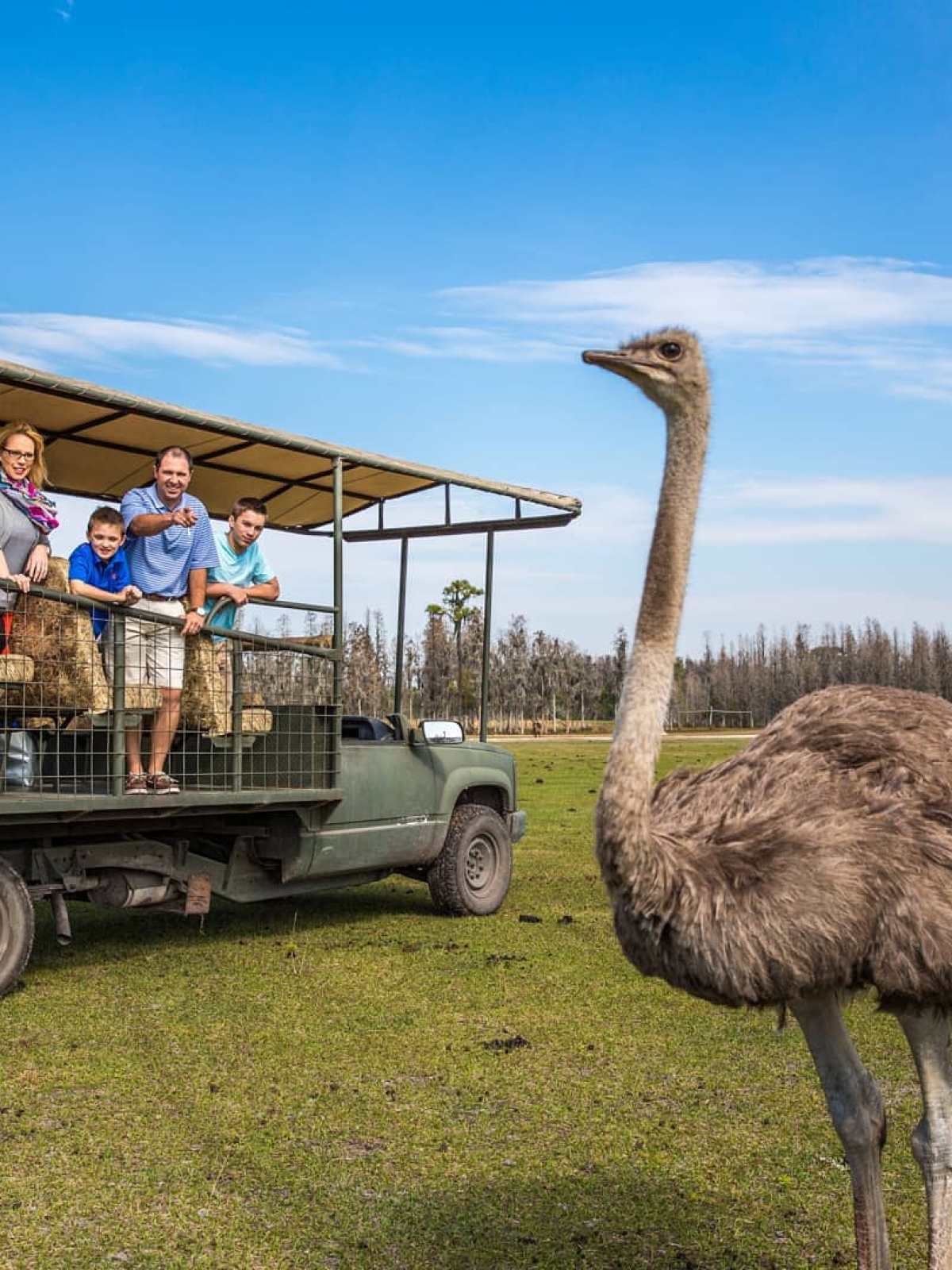 a group of sheep standing on top of a grass covered field
