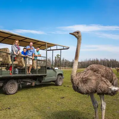 a group of sheep standing on top of a grass covered field