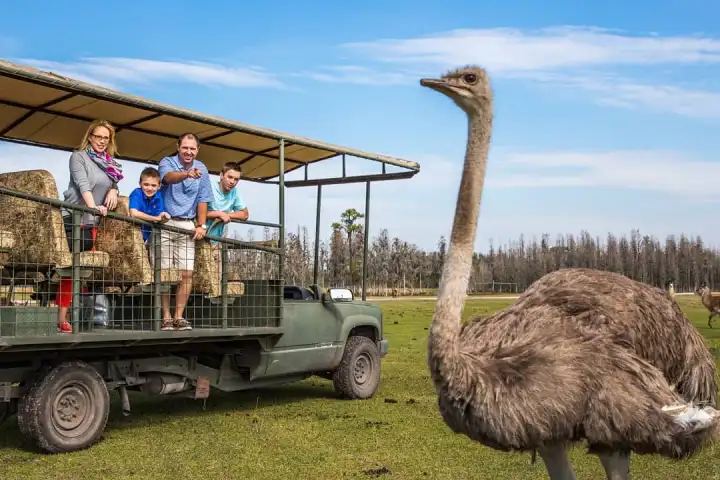 a group of sheep standing on top of a grass covered field