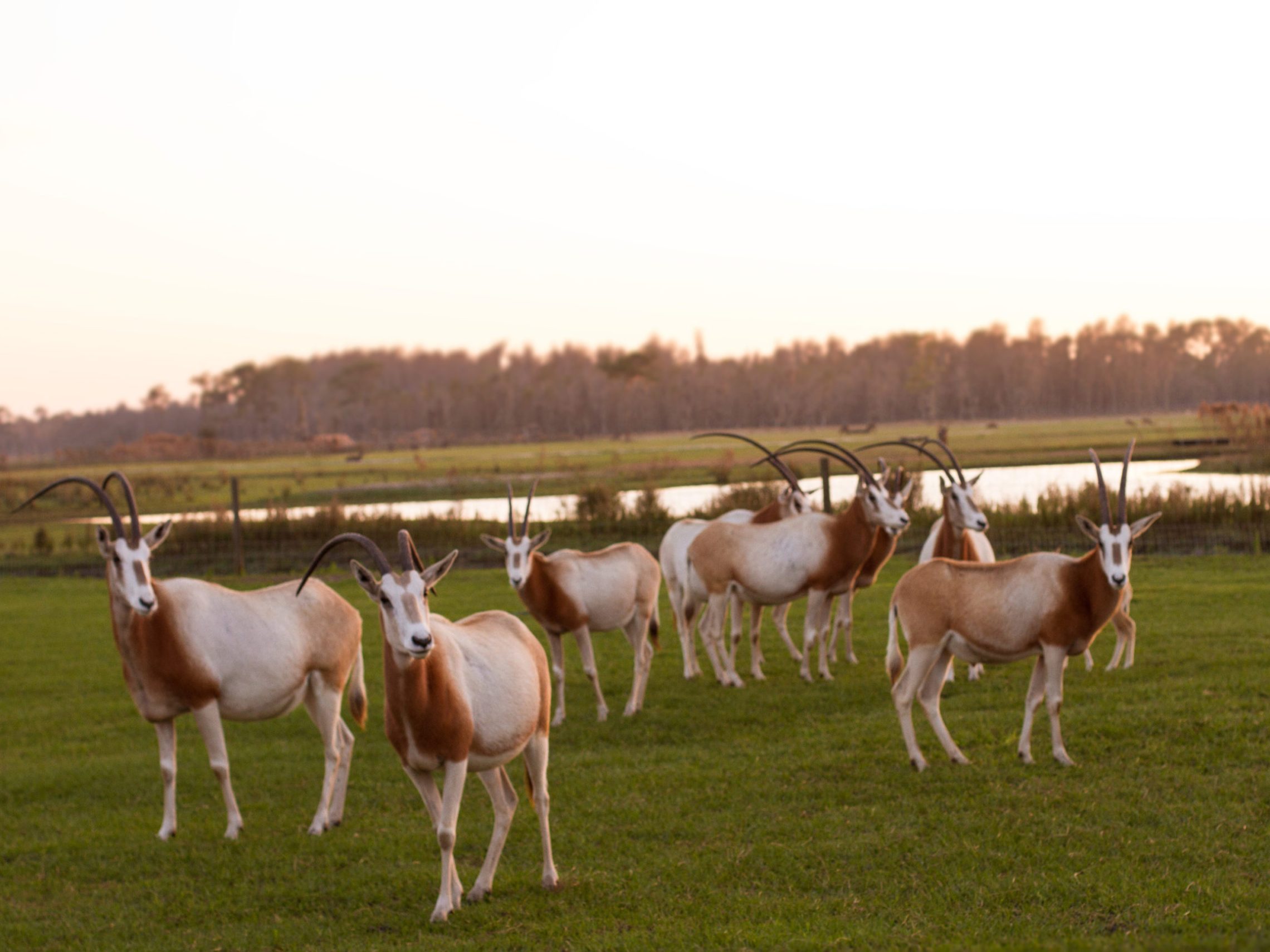 Scimitar-horned oryx (extinct in the wild)