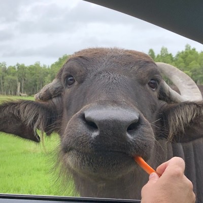 a close up of an animal