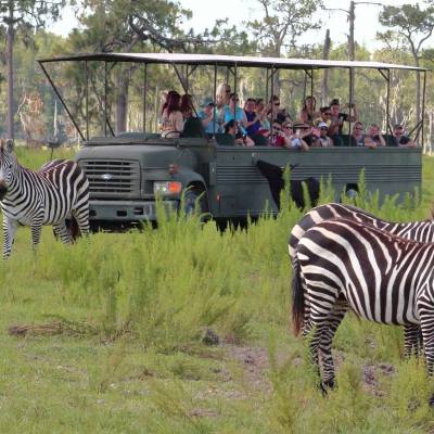 a group of zebra standing on top of a grass covered field