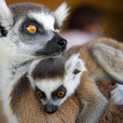 a close up of an animal