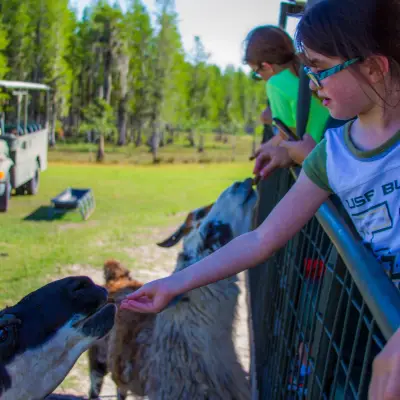 a person petting a sheep