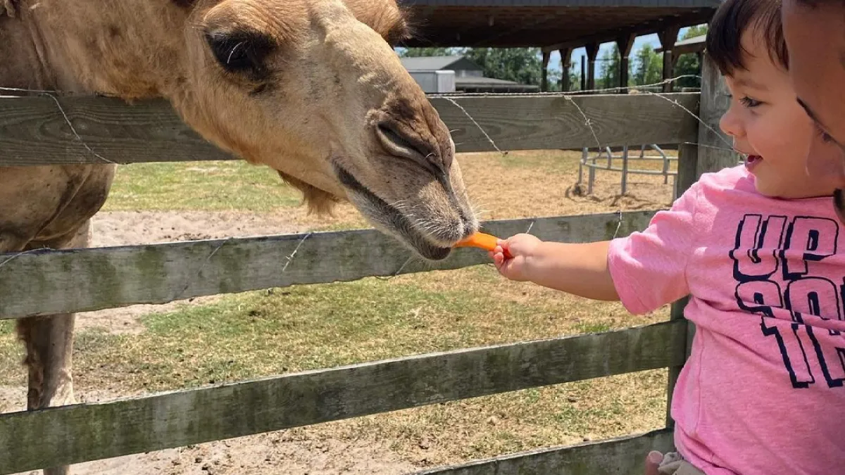a young boy petting a giraffe at the zoo