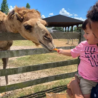 a young boy petting a giraffe at the zoo