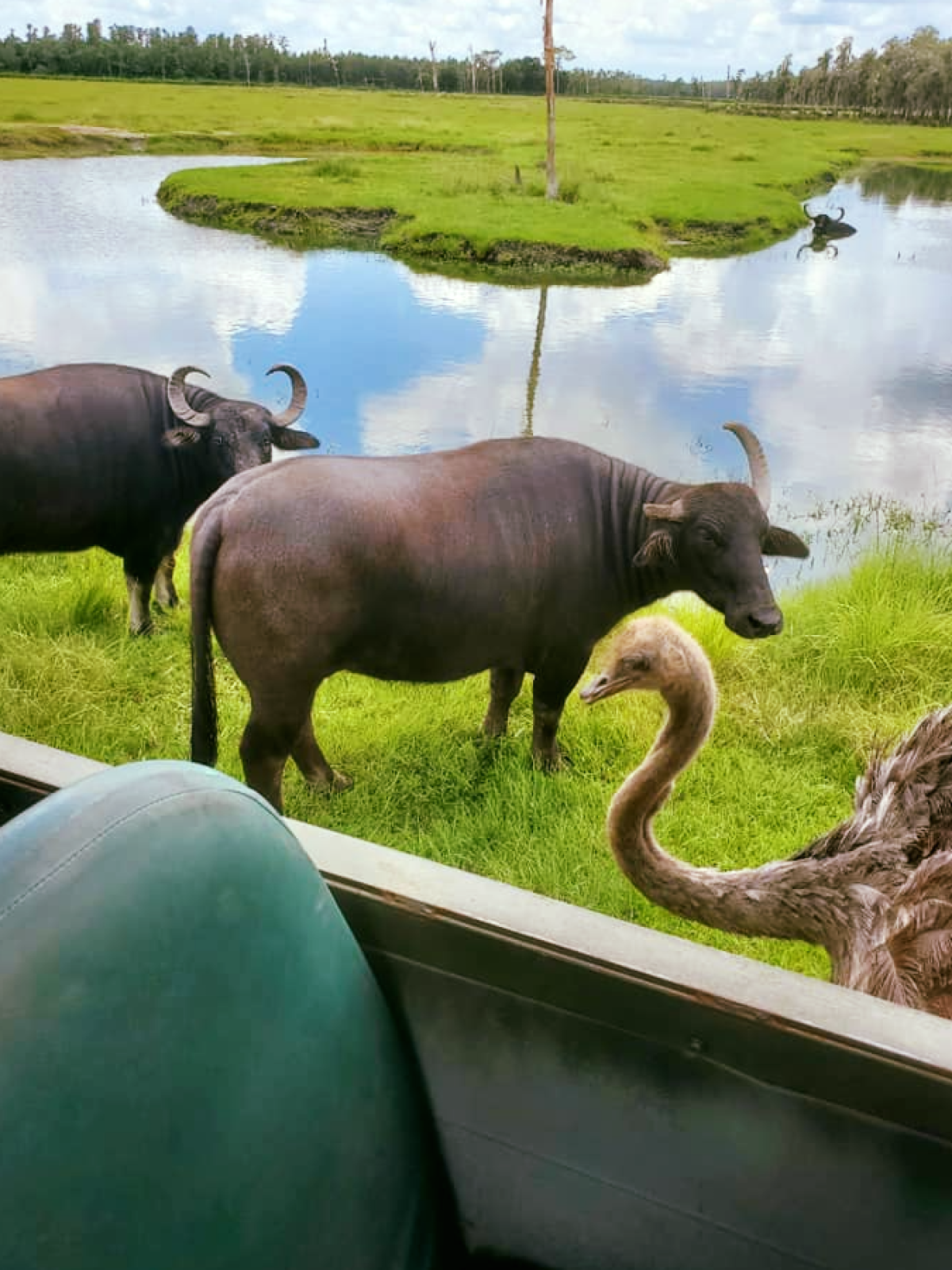 a cow standing next to a body of water