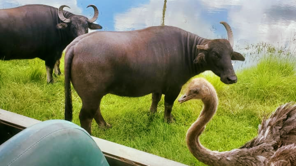 a cow standing next to a body of water