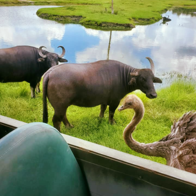 a cow standing next to a body of water