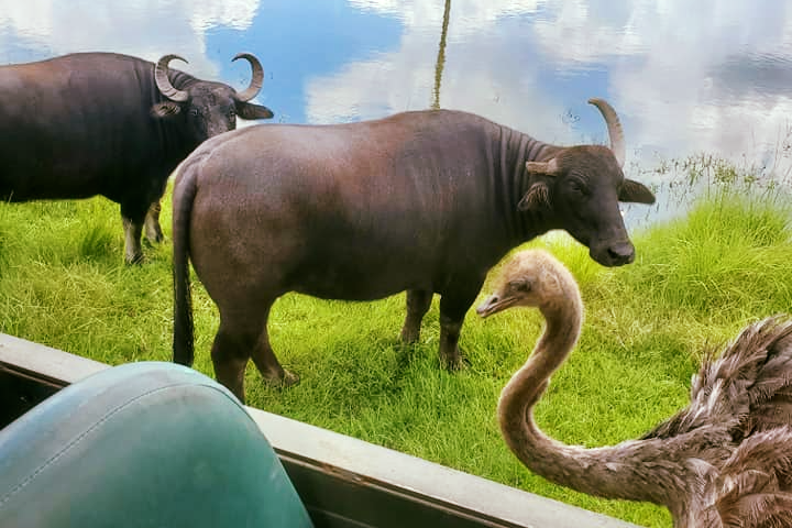 a cow standing next to a body of water