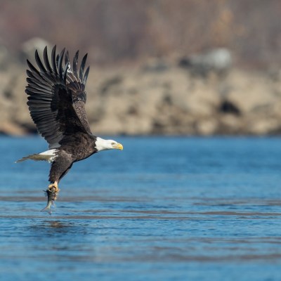 a close up of a bird flying over a body of water