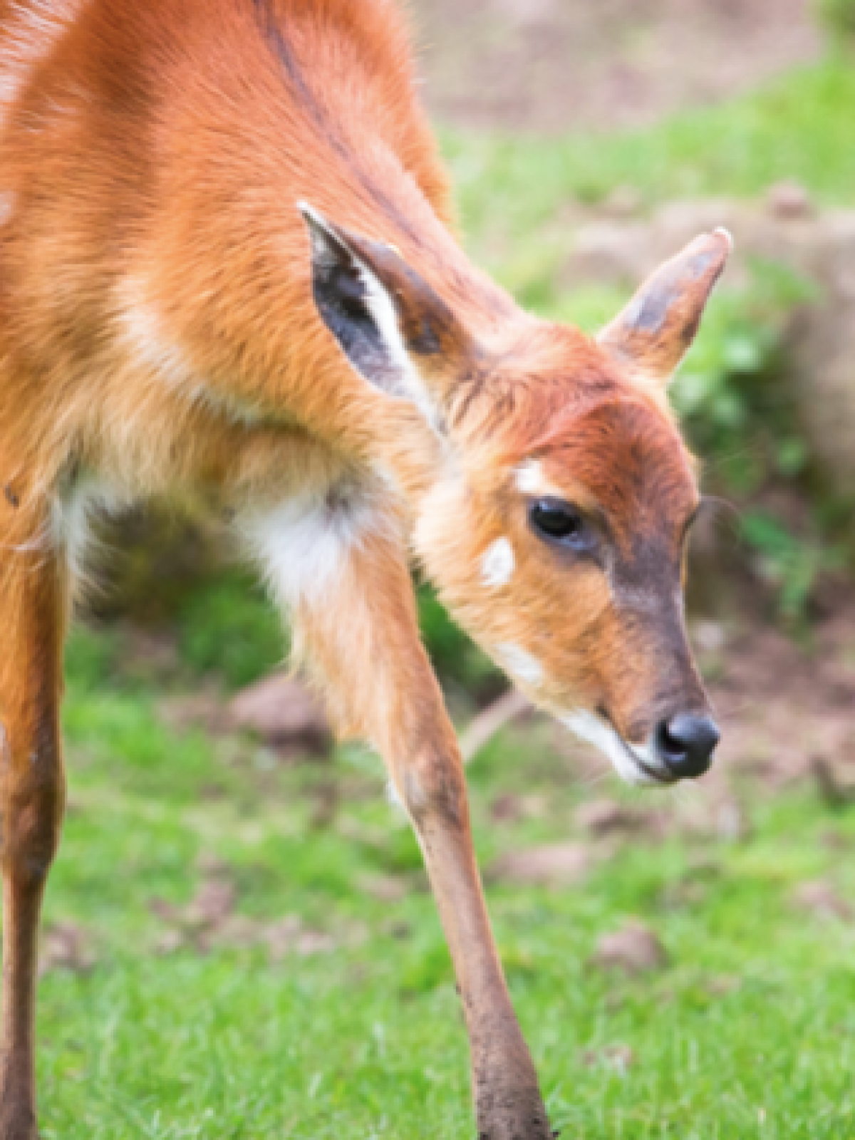 a small brown animal in the grass