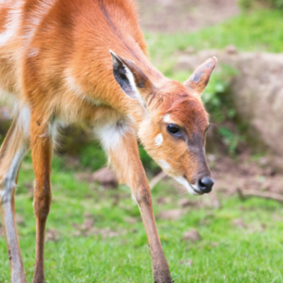 a small brown animal in the grass