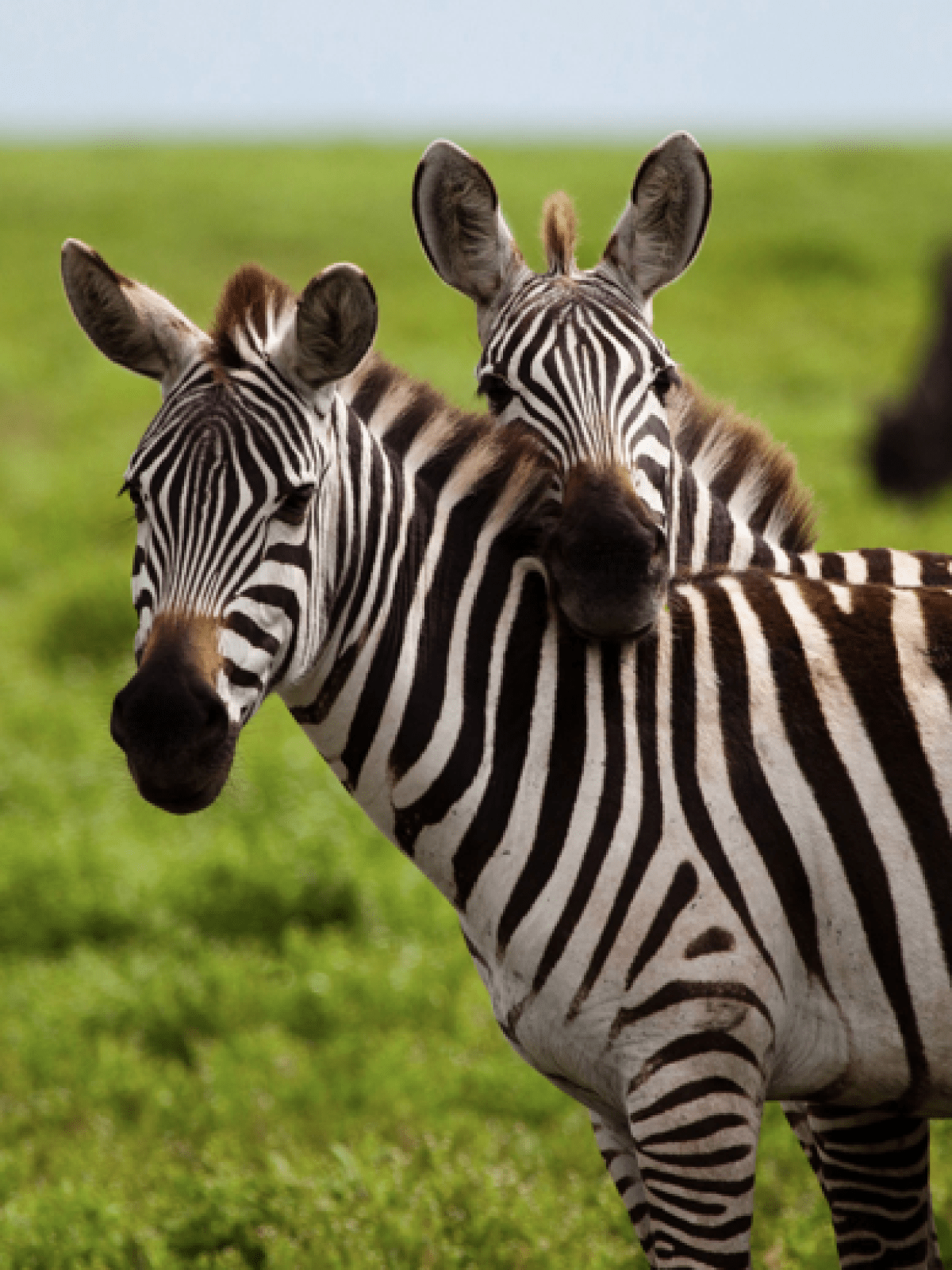 a herd of zebra standing on top of a lush green field
