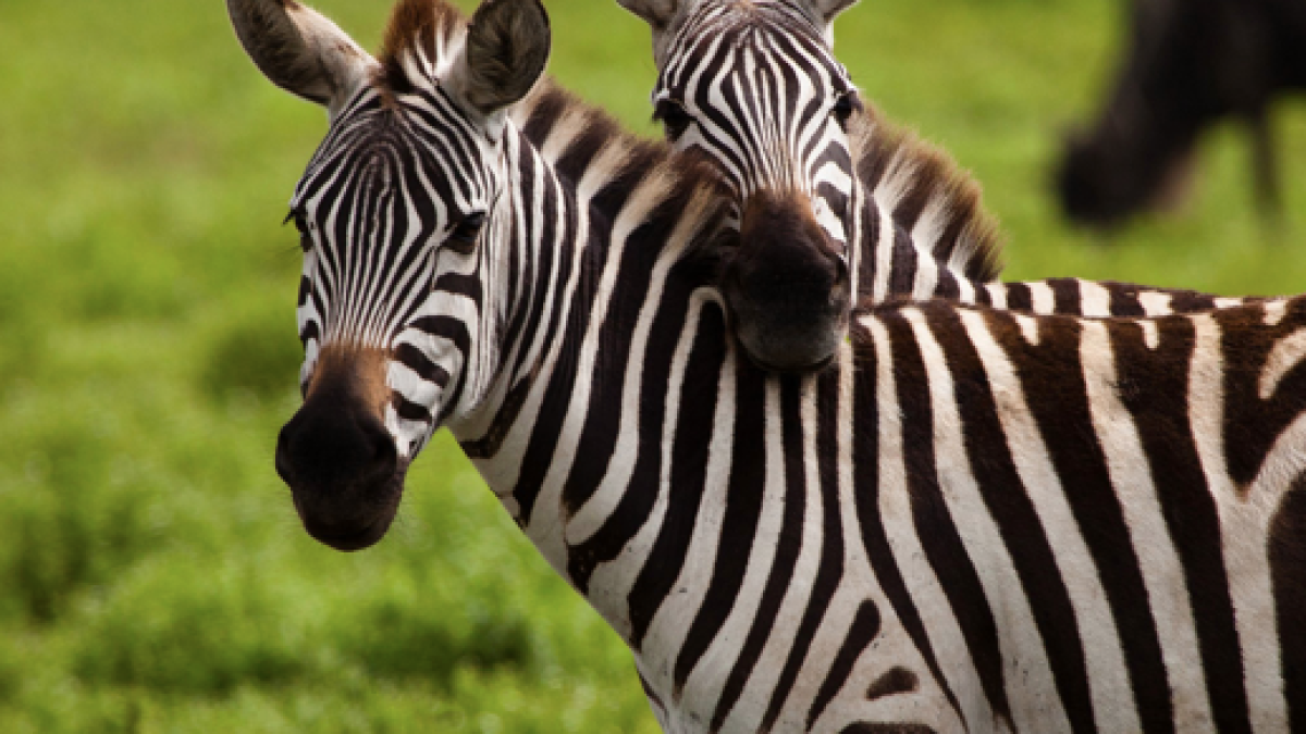 a herd of zebra standing on top of a lush green field