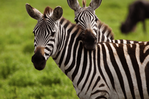 a herd of zebra standing on top of a lush green field