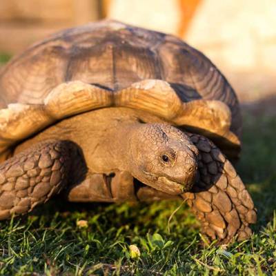a turtle in the grass