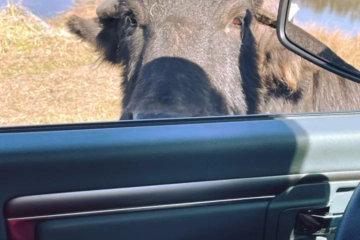 a dog lying on the seat of a car