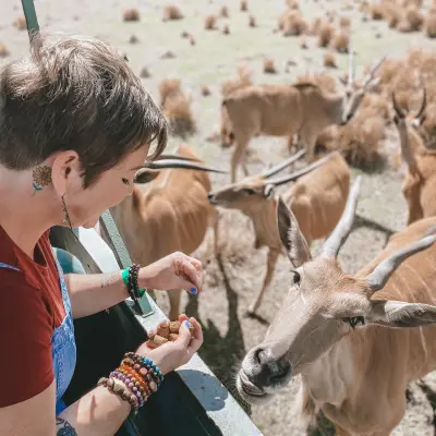 a man feeding a cow