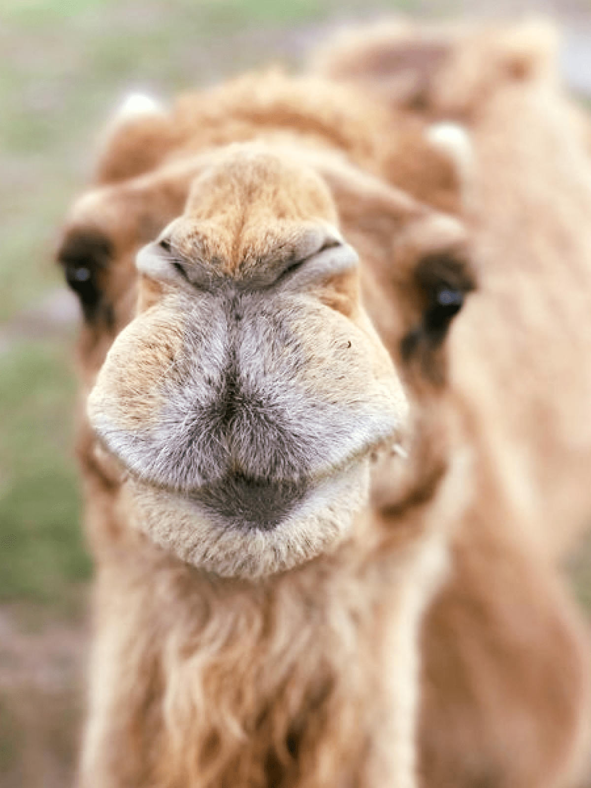 a close up of an animal