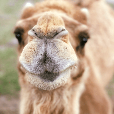 a close up of an animal