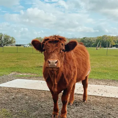 a large brown cow standing on top of a grass covered field