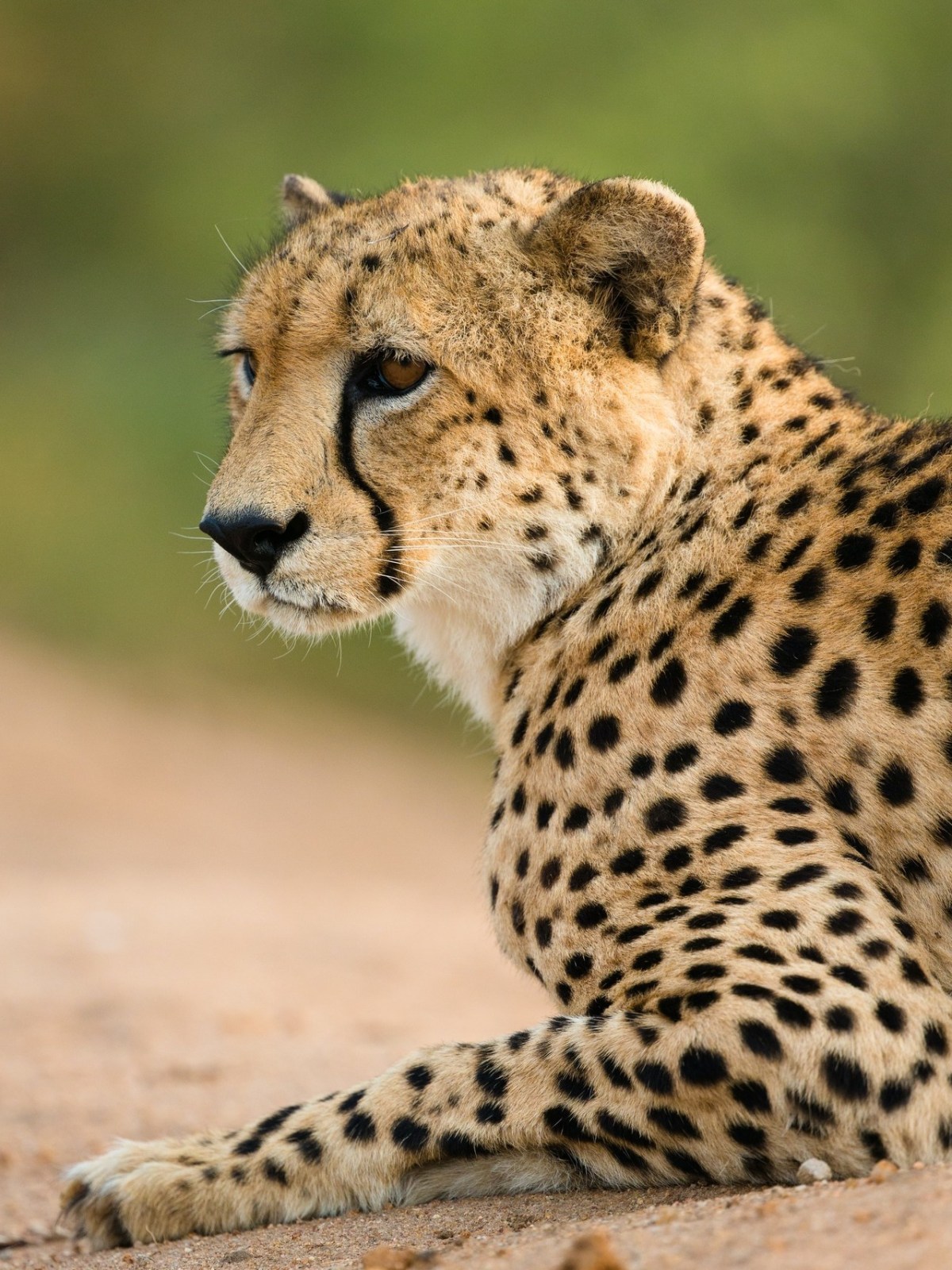 a cheetah sitting in a field