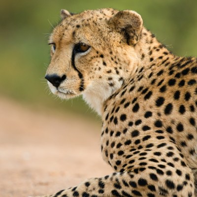 a cheetah sitting in a field