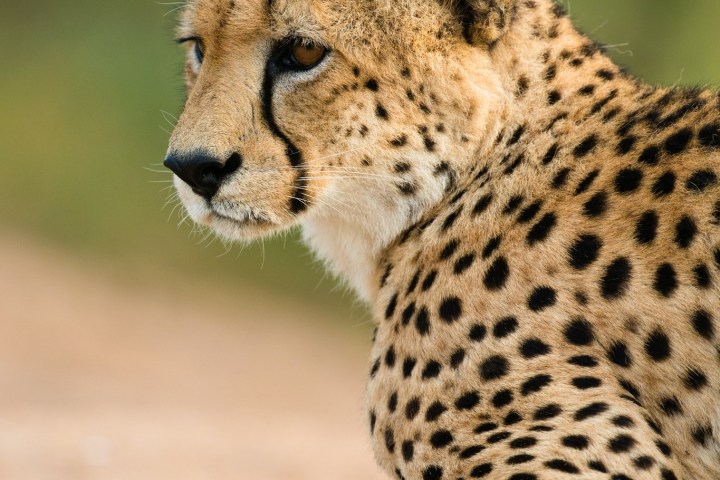 a cheetah sitting in a field