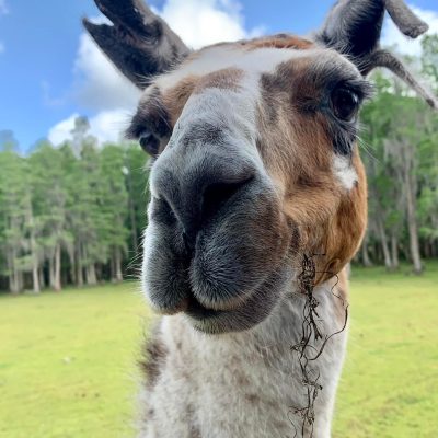 a close up of a llama looking at the camera