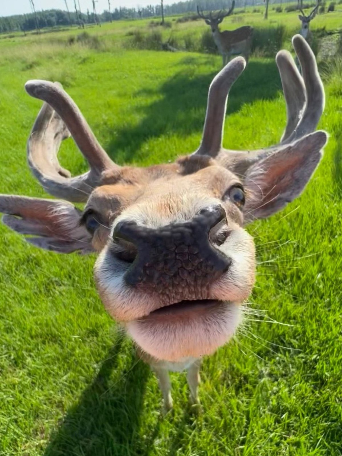 an animal standing on a lush green field