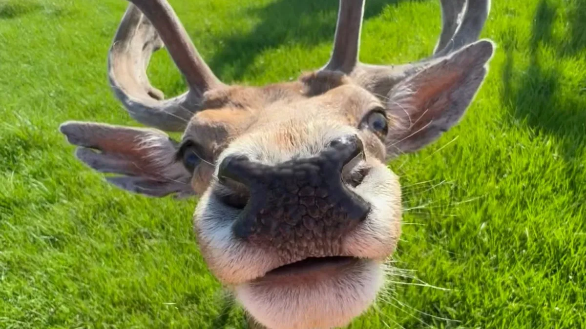 an animal standing on a lush green field