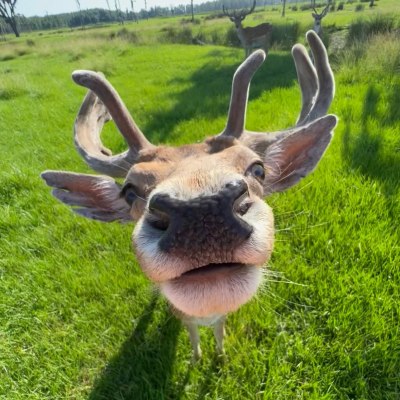 an animal standing on a lush green field
